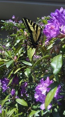 Papilio rutulus