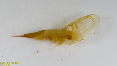 Triops longicaudatus