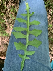 Lactuca hirsuta