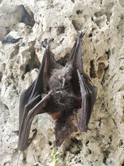Pteropus vampyrus