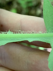 Lactuca hirsuta