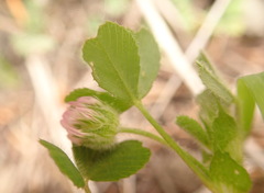 Trifolium microdon