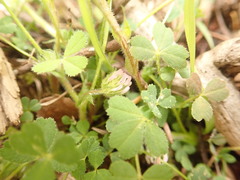 Trifolium microdon