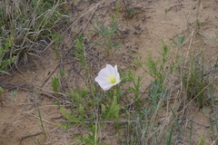 Oenothera albicaulis