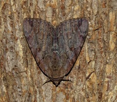 Catocala agrippina