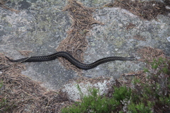 Vipera