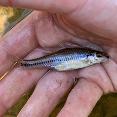 Notropis alborus