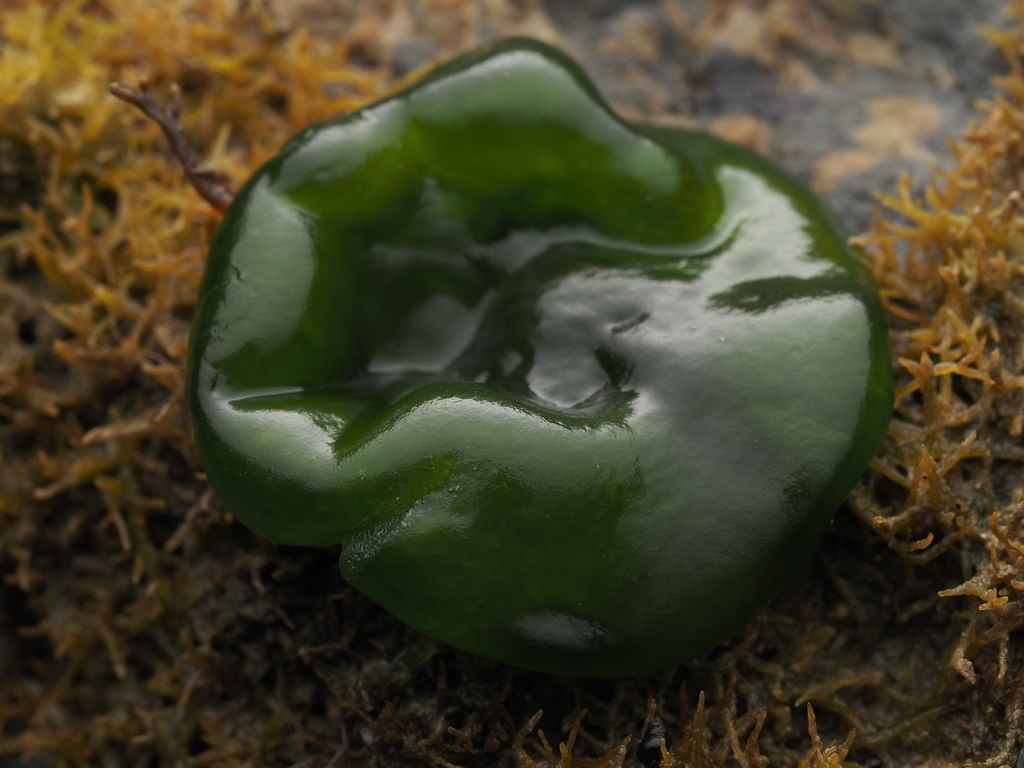 Blistered Brook Weed