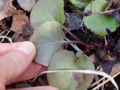 Pyrola asarifolia