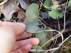 Pyrola asarifolia