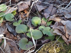 Pyrola asarifolia