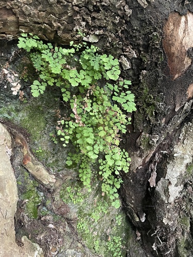 black maidenhair fern