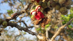 Curatella