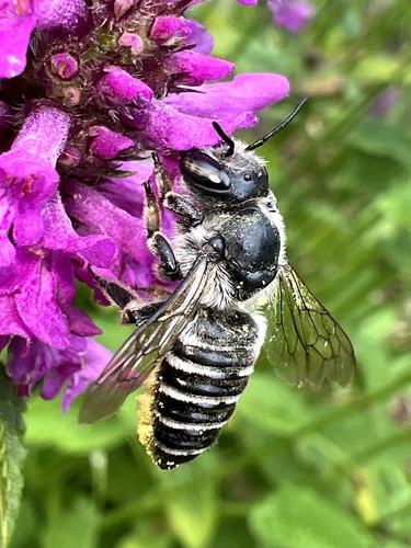 Texas Leafcutter Bee photo 4