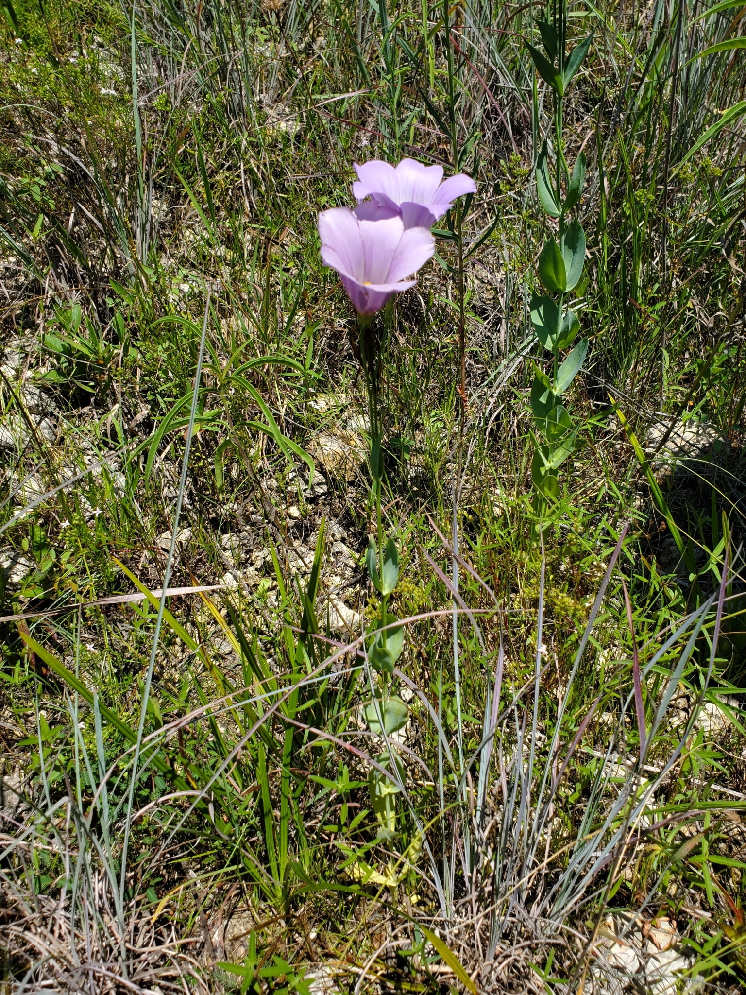 Imagem de Lisianthus