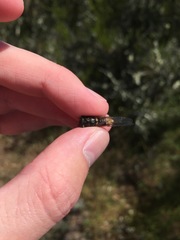 Massospora platypediae