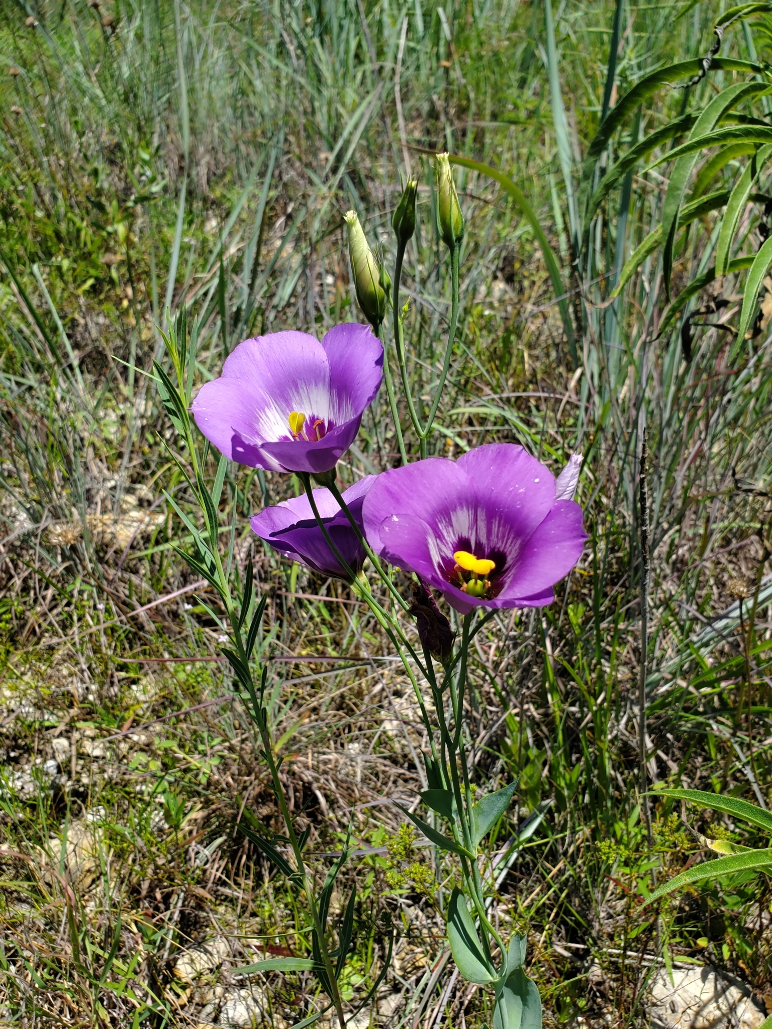 Imagem de Lisianthus