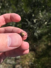 Massospora platypediae