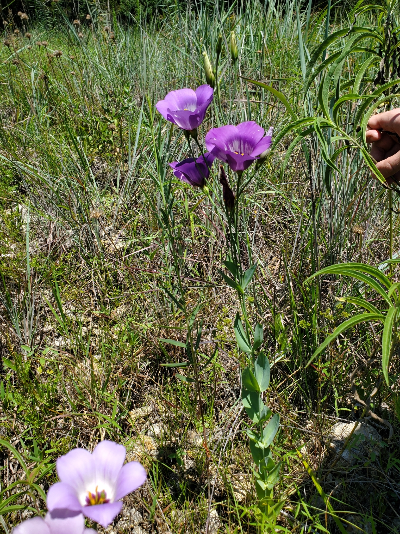 Imagem de Lisianthus