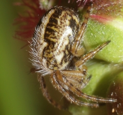 Aculepeira armida