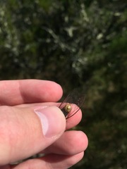 Massospora platypediae