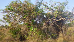 Curatella