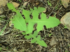 Lactuca hirsuta