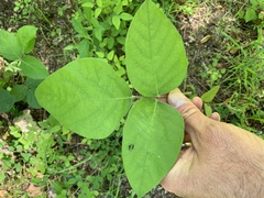 Desmodium viridiflorum