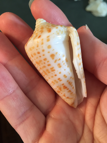Conus spurius