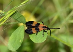 Calopteron reticulatum