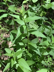 Verbesina helianthoides