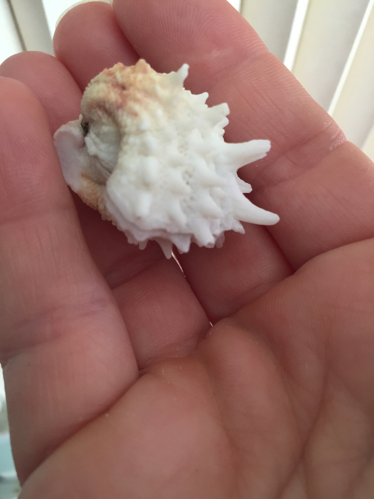 Florida spiny jewel box