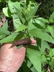 Verbesina helianthoides