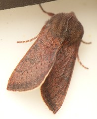 Orthosia transparens