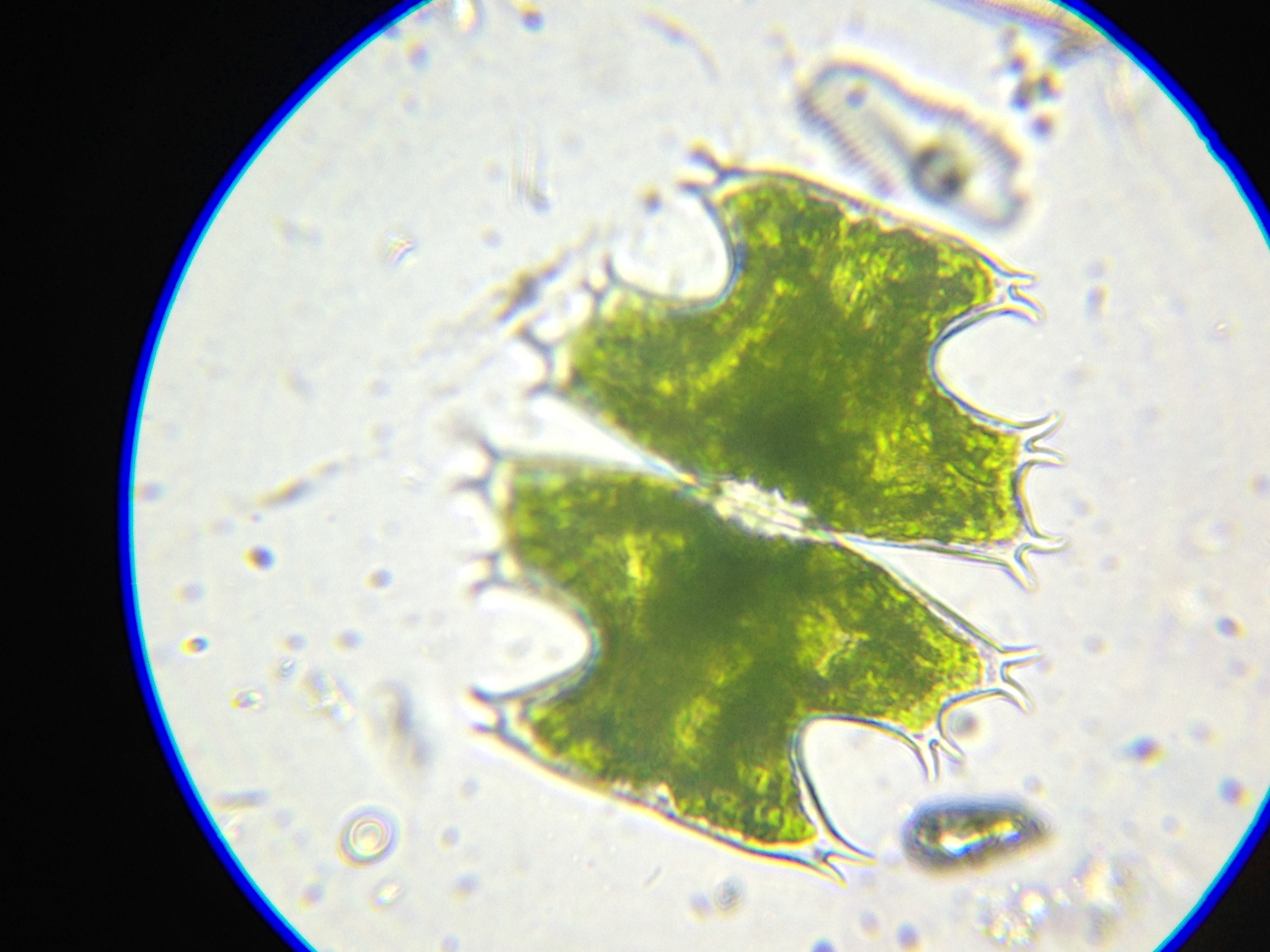 Micrasterias depauperata var. wollei