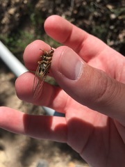 Massospora platypediae