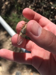 Massospora platypediae