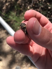 Massospora platypediae