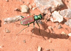 Cicindela splendida