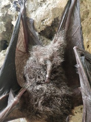 Pteropus vampyrus