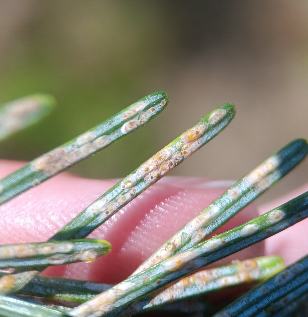 Cryptomeria Scale