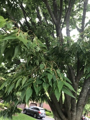 Zelkova