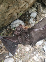 Pteropus vampyrus