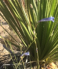 Penstemon dasyphyllus