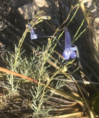 Penstemon dasyphyllus