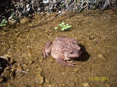 Bufo