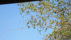 Anaplectes rubriceps rubriceps