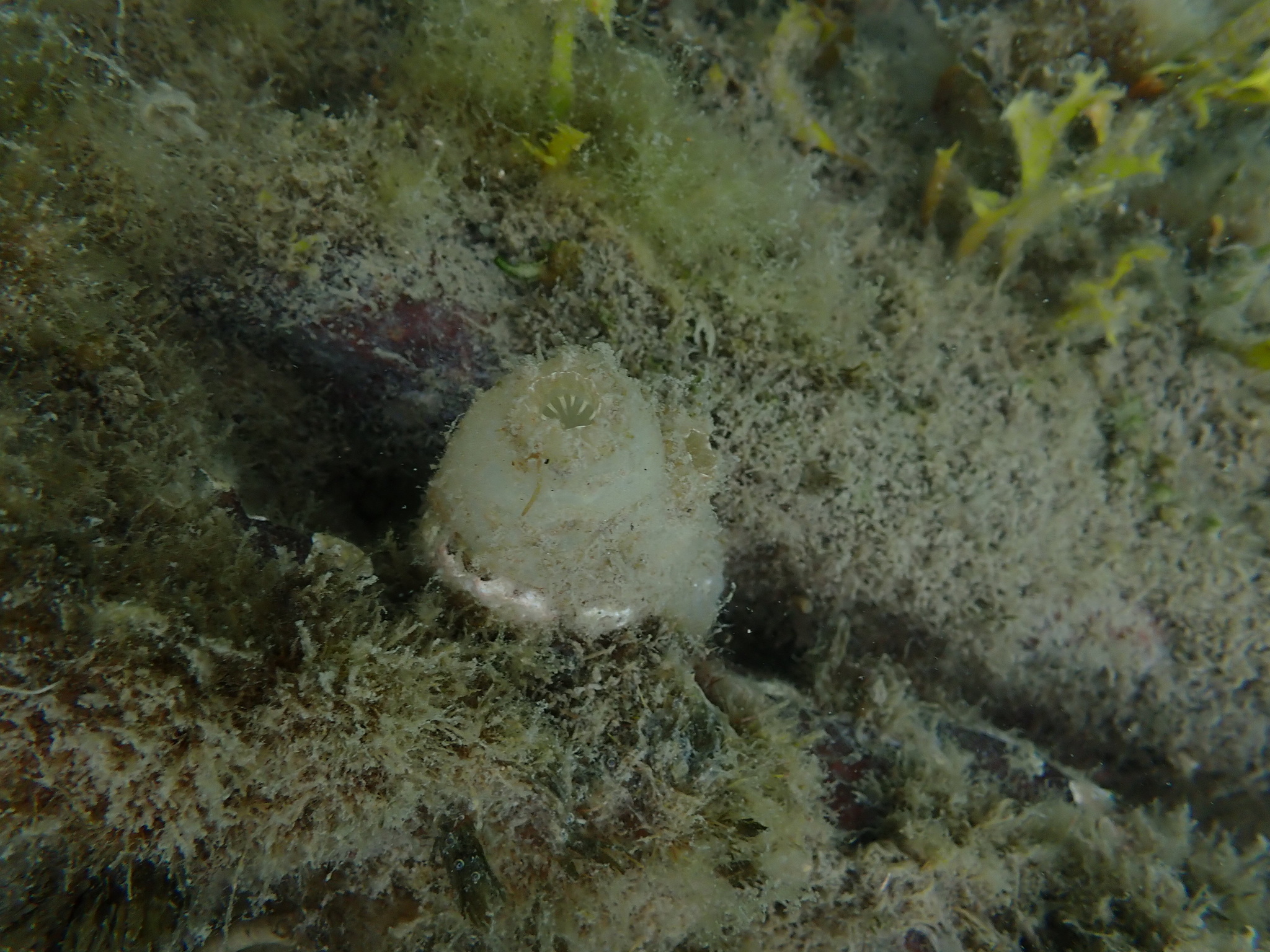 Ascidiella aspersa (Müller, 1776)