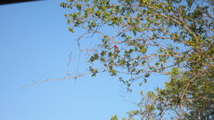 Anaplectes rubriceps rubriceps