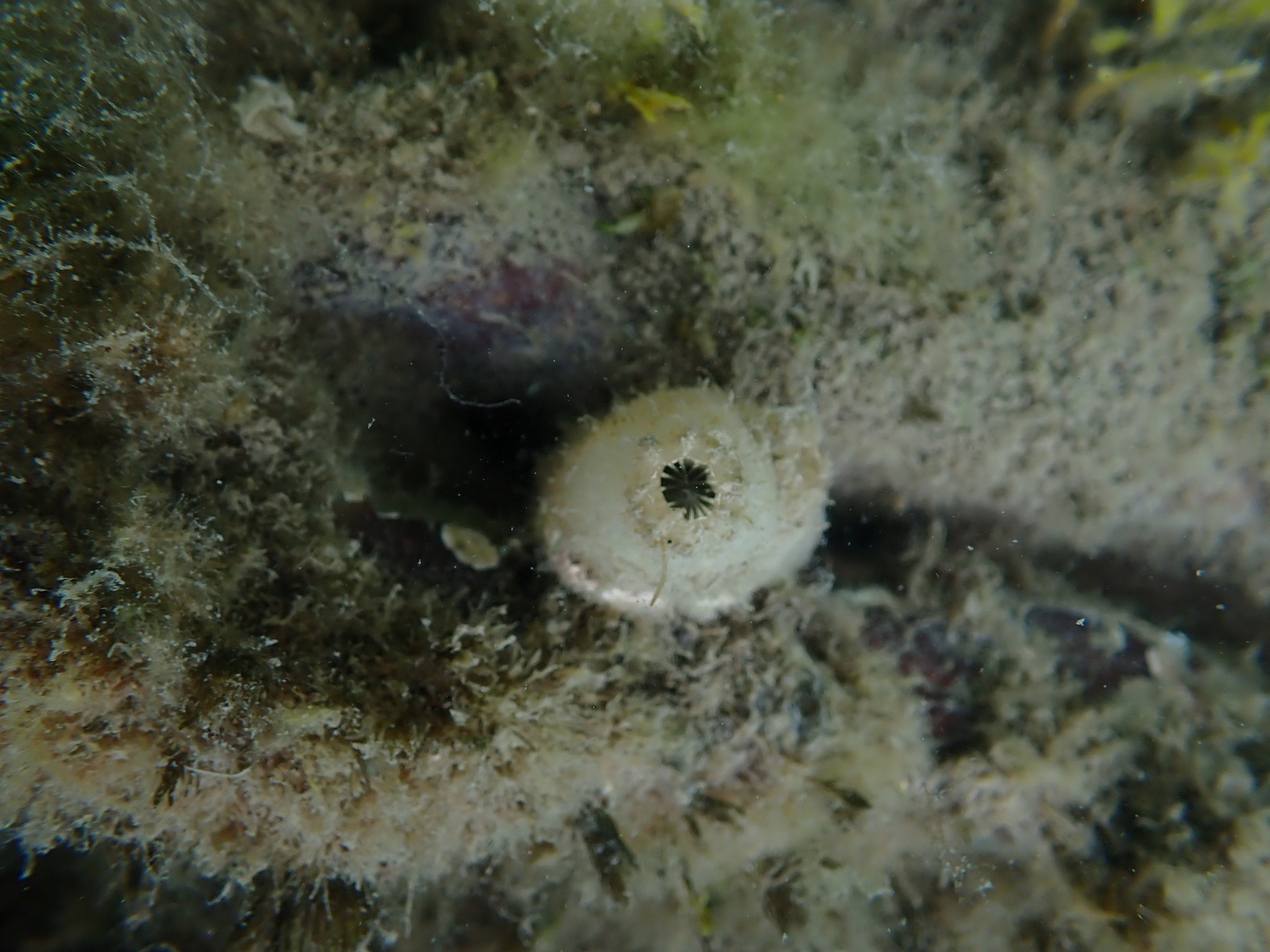 Ascidiella aspersa (Müller, 1776)